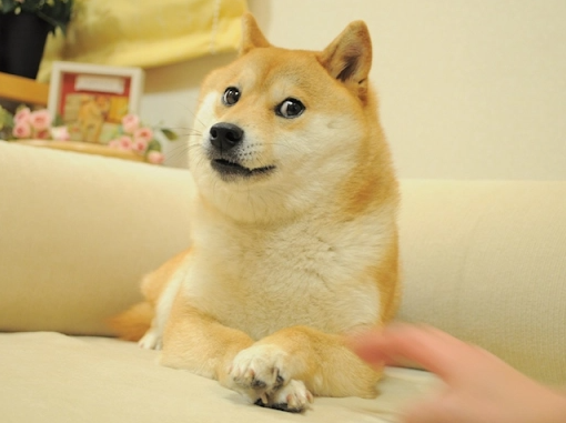 Doge meme NFT đạt mức định giá 220 triệu đô la sau khi kết thúc phiên đấu giá 20% trong 17 tỷ DOG