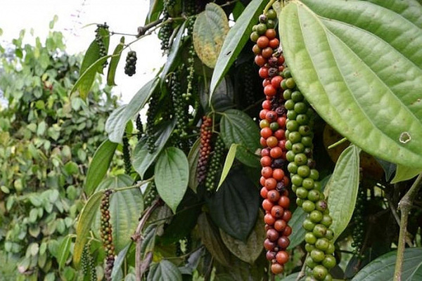 Cẩn trọng rủi ro giá tiêu tăng ảo