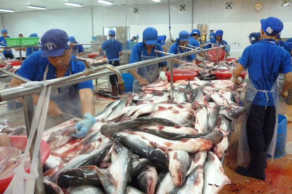 Thị trường EU hấp dẫn doanh nghiệp cá tra Việt Nam trở lại sau 2 năm liên tiếp im ắng
