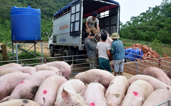 Siết chặt lợn xuất lậu qua biên giới, giá lợn hơi đột ngột giảm mạnh
