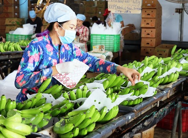 Trung Quốc nới lỏng kiểm soát Covid, trái cây Việt Nam vào thị trường tỉ dân thuận lợi hơn