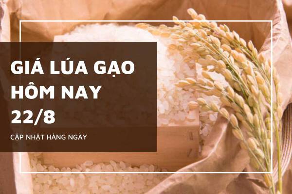 Giá lúa gạo hôm nay 22/8: Tiếp tục ổn định, riêng giá nếp điều chỉnh trái chiều