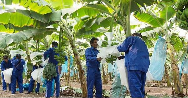 HAGL Agrico giải thể một công ty con