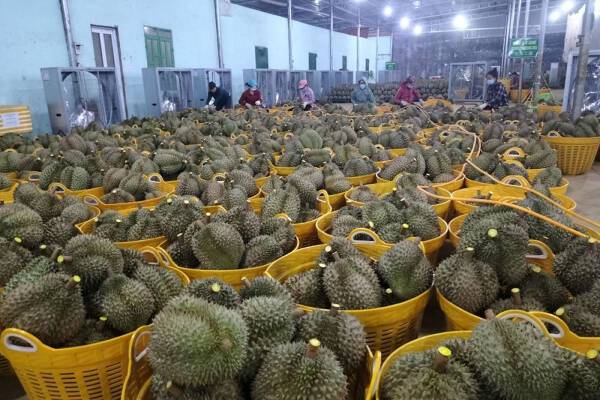 Đắk Lắk đề xuất là tỉnh đầu tiên xuất khẩu sầu riêng sang Trung Quốc
