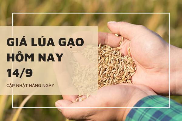 Giá lúa gạo hôm nay 14/9: Lúa IR 50404 điều chỉnh giảm 100 đồng/kg