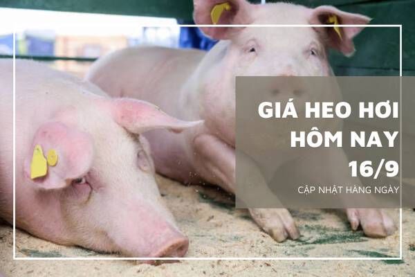Giá heo hơi hôm nay 16/9: Hàng loạt các tỉnh thành điều chỉnh giảm 1.000 - 5.000 đồng/kg