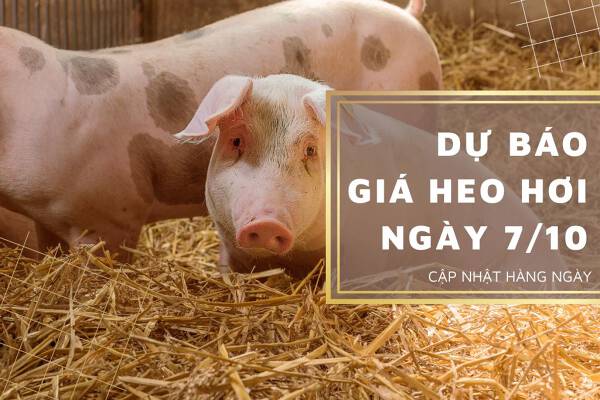Dự báo giá heo hơi ngày 7/10: Thị trường tiếp tục tăng giảm vào ngày mai?