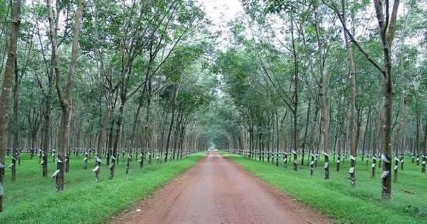 Cao su Phước Hoà (PHR): Lợi nhuận quý III/2022 giảm 80,7% về 12,32 tỷ đồng do hụt cổ tức từ công ty liên kết