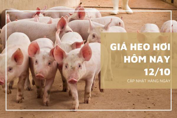 Giá heo hơi hôm nay 12/10: Tăng giảm khác nhau tại nhiều tỉnh thành trên cả nước