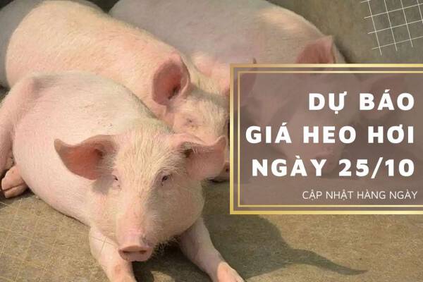 Dự báo giá heo hơi ngày 25/10: Xu hướng tăng sẽ quay trở lại ở cả ba miền?