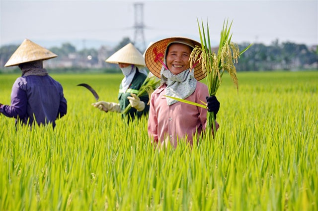 LTG lãi ròng quý 3 gần 64 tỷ đồng, gấp đôi cùng kỳ