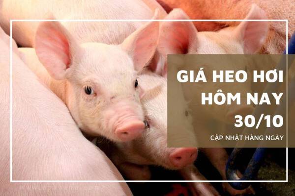 Giá heo hơi hôm nay 30/10: Tiếp đà giảm tại nhiều tỉnh thành trong tuần tới?