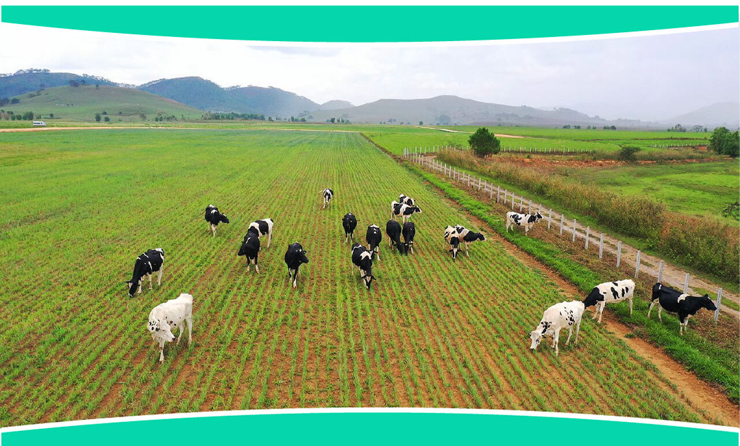 Doanh nghiệp Việt gian nan đi làm dâu xứ người