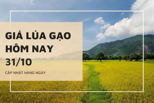 Giá lúa gạo hôm nay 31/10: Thị trường lúa, gạo lặng sóng ngày đầu tuần
