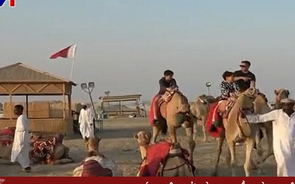 Lạc đà Qatar 