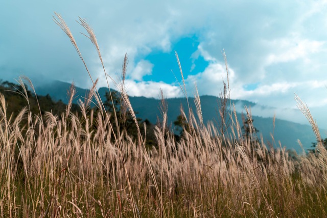 Mùa lá phong rực sắc đỏ vàng trên cung đường trekking ấn tượng ngay tại Việt Nam