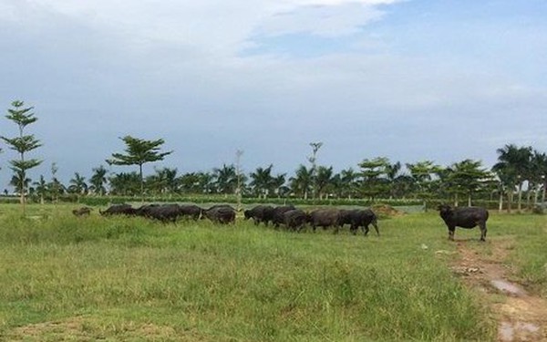 Hà Nội công khai danh sách xử lý 27 dự án 'ôm đất' chậm triển khai