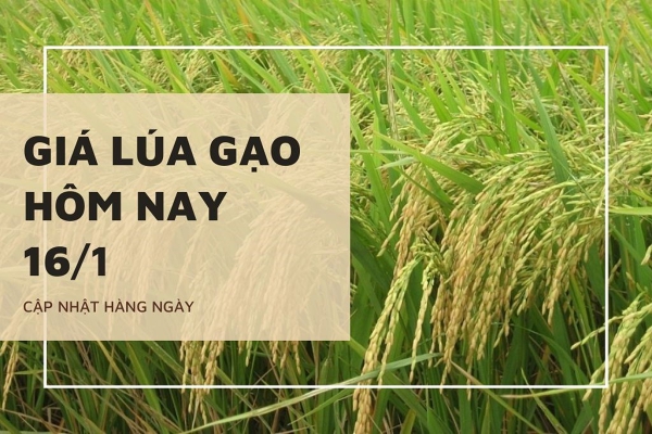 Giá lúa gạo hôm nay 16/1: OM 5451 giảm 100 đồng/kg, nhiều mặt hàng khác đi ngang