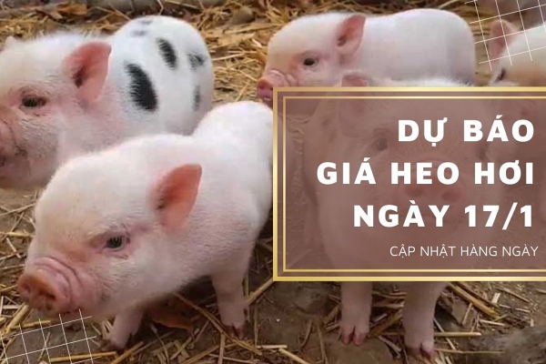 Dự báo giá heo hơi ngày 17/1: Ghi nhận tăng trên cả nước?