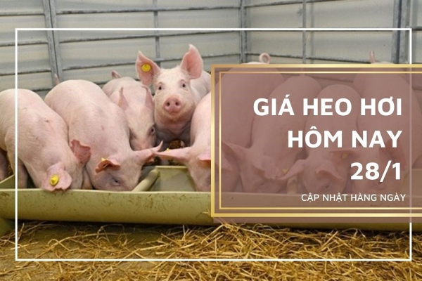 Giá heo hơi hôm nay 28/1: Tiếp tục lặng sóng, cao nhất 54.000 đồng/kg