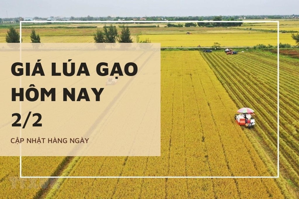 Giá lúa gạo hôm nay 2/2: Lúa giảm từ 100 đồng/kg đến 200 đồng/kg