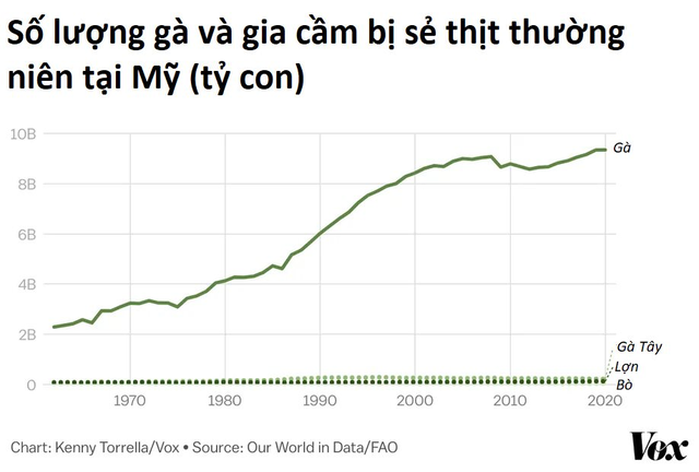 Khởi nguyên ngành chăn gà Mỹ: Từ sự nhầm lẫn cách đây 100 năm đến ngành công nghiệp 46 tỷ USD