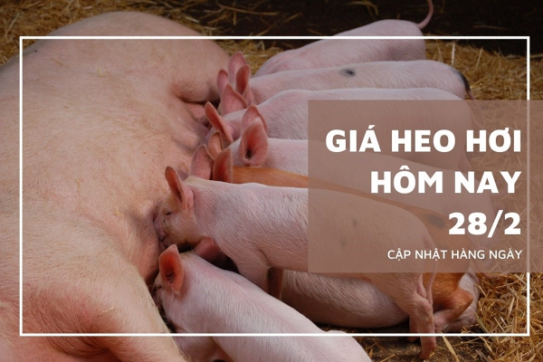 Giá heo hơi hôm nay 28/2: Chủ yếu ghi nhận xu hướng giảm ở cả ba miền