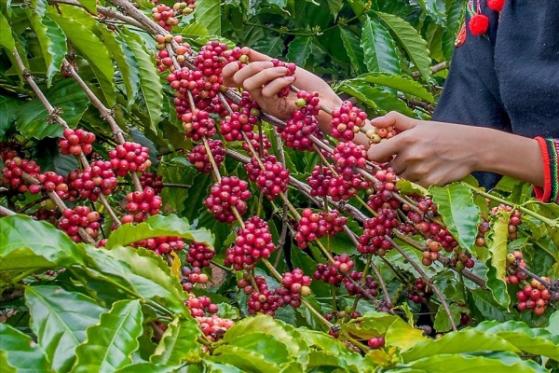 Giá cà phê hôm nay 23/3: Tăng mạnh 600 đồng/kg