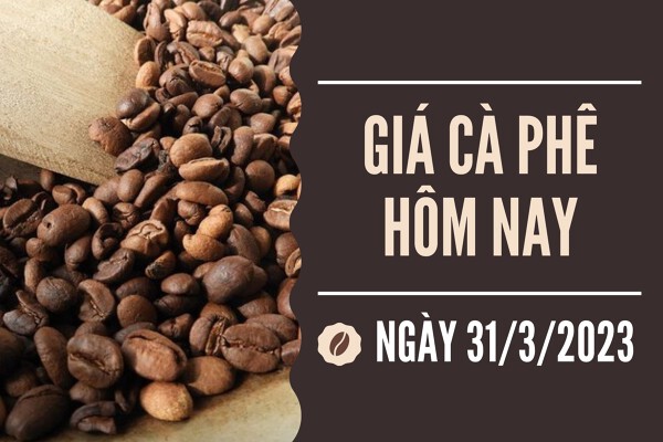 Giá cà phê hôm nay 31/3: Tăng 1.000 đồng/kg tại các địa phương