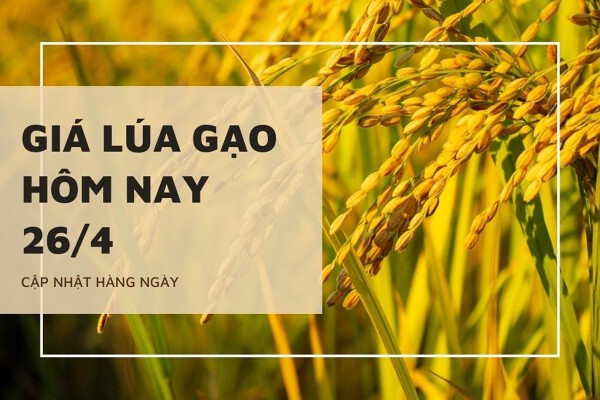 Giá lúa gạo hôm nay 26/4: Gạo nguyên liệu, thành phẩm tăng 100 đồng/kg