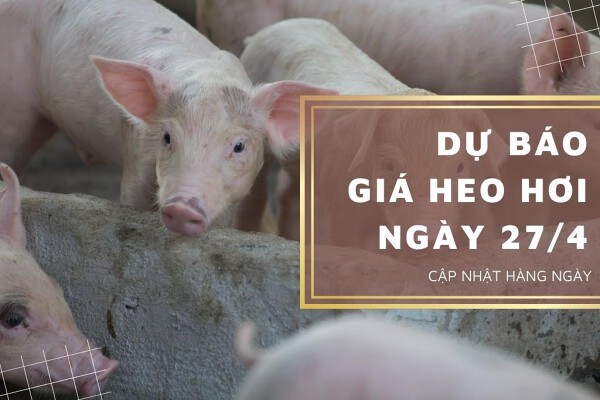 Dự báo giá heo hơi ngày 27/4: Các địa phương tiếp tục điều chỉnh giảm?