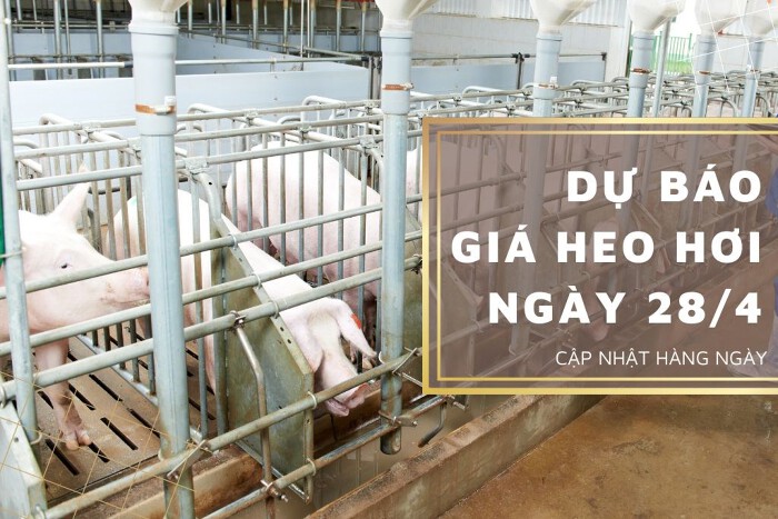 Dự báo giá heo hơi ngày 28/4: Các tỉnh thành tiếp tục tăng giảm không đồng nhất?