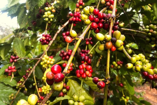 'Giá cà phê đạt kỷ lục 64.000 đồng/kg là điều không doanh nghiệp xuất khẩu nào có thể tưởng tượng nổi'