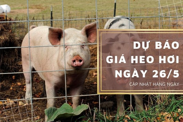 Dự báo giá heo hơi ngày 26/5: Thị trường tiếp đà tăng ở nhiều nơi?