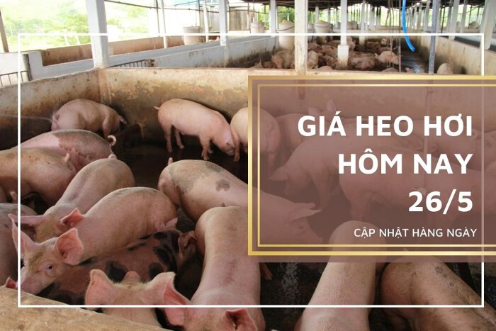 Giá heo hơi hôm nay 26/5: Thị trường trầm lắng