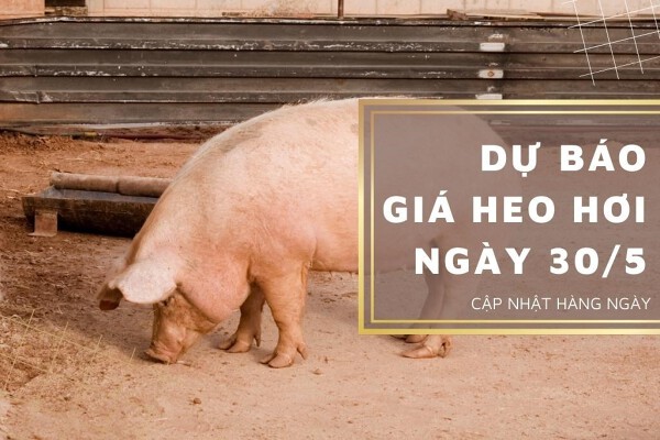 Dự báo giá heo hơi ngày 30/5: Thị trường điều chỉnh trái chiều?