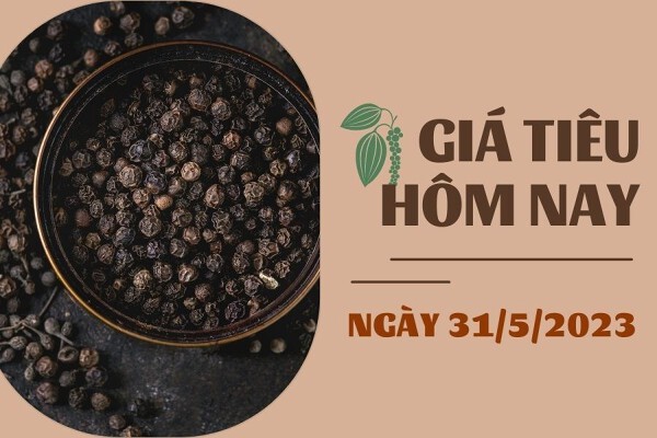 Giá tiêu hôm nay 31/5: Đồng loạt tăng 1.000 đồng/kg, cao su kỳ hạn tăng