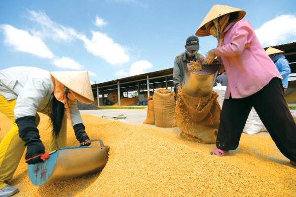 Xuất khẩu gạo dưới góc nhìn đa chiều