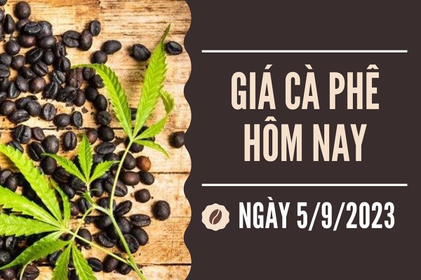 Giá cà phê hôm nay 5/9: Tăng 100 đồng/kg trên diện rộng