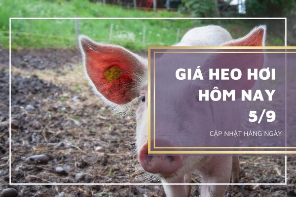 Giá heo hơi hôm nay 5/9: Điều chỉnh trái chiều, cao nhất 59.000 đồng/kg