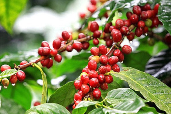Đà giảm giá cà phê sẽ chậm lại?