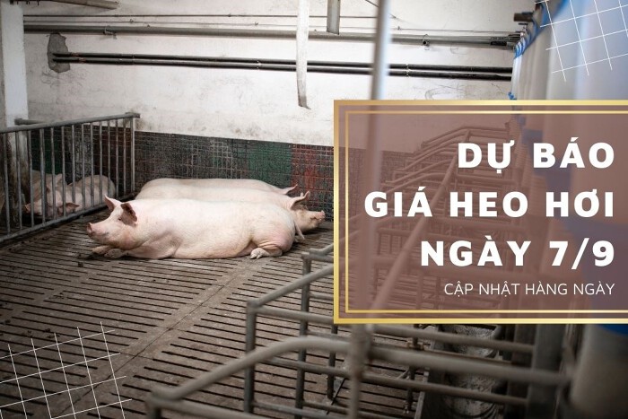 Dự báo giá heo hơi ngày 7/9: Thị trường tiếp đà tăng nhẹ?