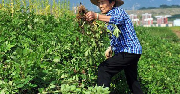 Kỳ lạ nông dân Trung Quốc cứ trồng lạc là giẫm chân lên cây, chuyên gia: Mẹo hay nên làm!