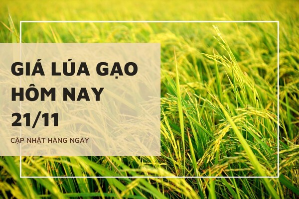 Giá lúa gạo hôm nay 21/11: Thị trường chững lại