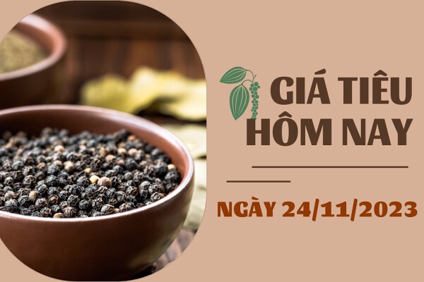 Giá tiêu hôm nay 24/11: Ổn định trong khoảng 69.000 - 72.000 đồng/kg