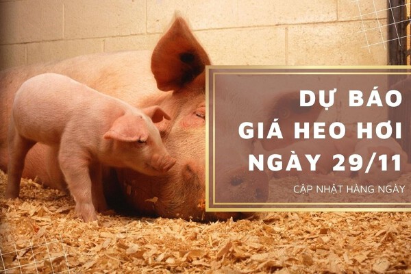 Dự báo giá heo hơi ngày 29/11: Tiếp đà giảm trên diện rộng?