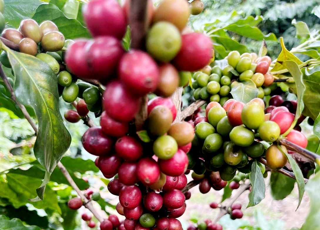 Đắng – ngọt… với cà phê