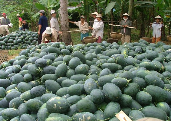 Những lưu ý khi xuất khẩu trái dưa hấu tươi sang Trung Quốc