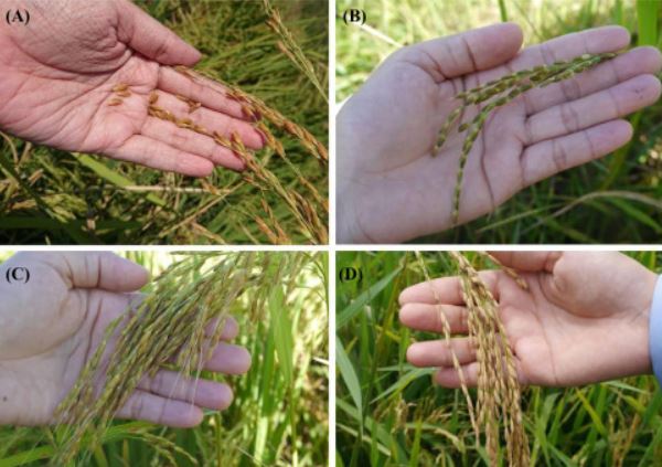 Lúa ma đe dọa sản lượng gạo của châu Á