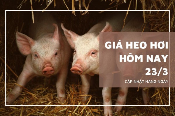 Giá heo hơi hôm nay 23/3: Tăng trên diện rộng, chạm mốc 62.000 đồng/kg